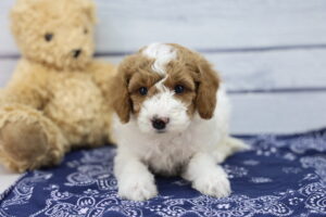 Miniature Goldendoodle puppy