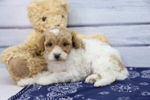Miniature Goldendoodle puppy