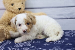 Miniature Goldendoodle puppy