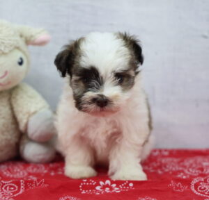 Havanese puppy