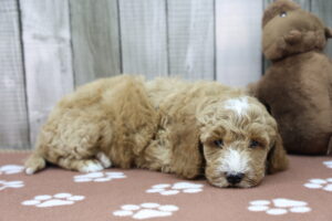 Miniature Goldendoodle puppy