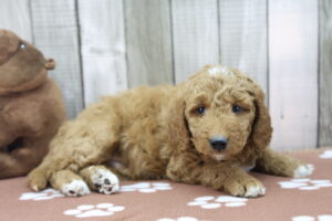Miniature Goldendoodle puppy