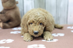 Miniature Goldendoodle puppy