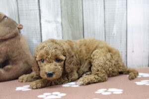Miniature Goldendoodle puppy