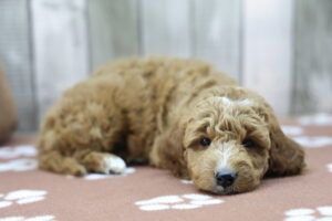 Miniature Goldendoodle puppy
