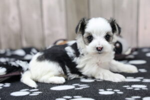 Morkie puppy