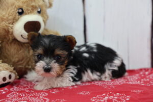 Yorkshire Terrier puppy