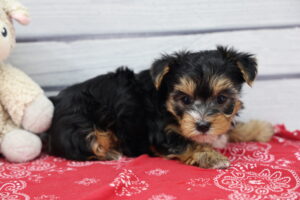 Yorkshire Terrier puppy