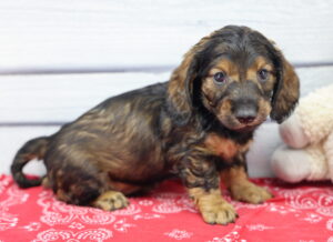 Miniature Dachshund puppy