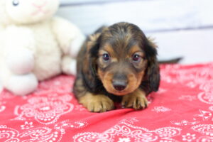 Miniature Dachshund puppy