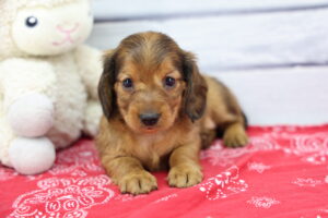 Miniature Dachshund puppy