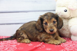 Miniature Dachshund puppy