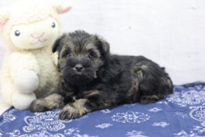 Miniature Schnauzer puppy