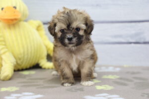 ShihPoo puppy