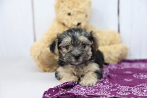 Morkie puppy