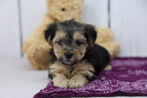 Morkie puppy