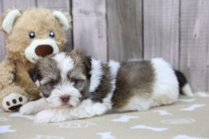Havanese puppy