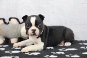Boston Terrier puppy