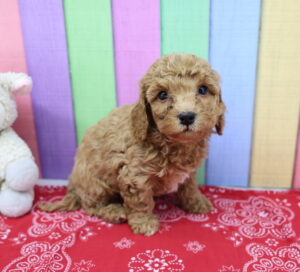 Cavapoo puppy