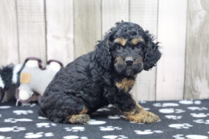 Cockapoo puppy