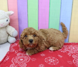 Cavapoo puppy