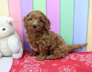 Cavapoo puppy