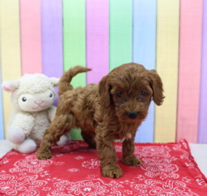 Cavapoo puppy