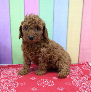 Cavapoo puppy
