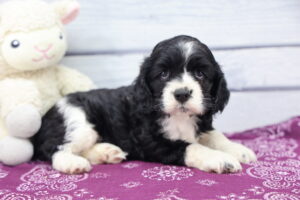 Cocker Spaniel puppy