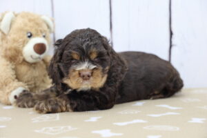 Cocker Spaniel puppy