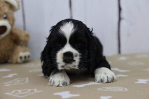 Cocker Spaniel puppy
