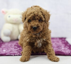 Miniature Poodle puppy