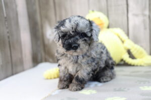 Miniature Poodle puppy