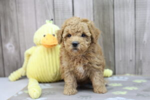 Miniature Poodle puppy