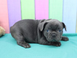 French Bulldog puppy