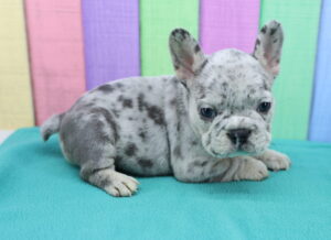 French Bulldog puppy