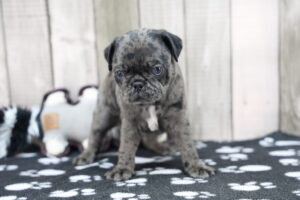 Pug puppy