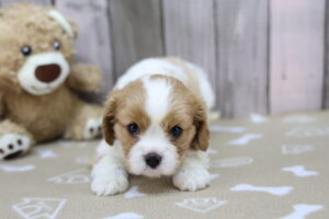 Cavalier King Charles Spaniel puppy