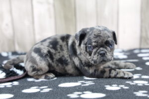 Pug puppy