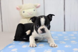 Boston Terrier puppy