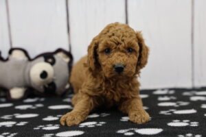 Miniature Poodle puppy