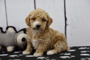 Miniature Poodle puppy