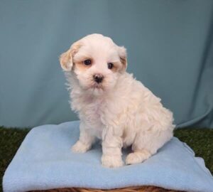 LhasaPoo puppy