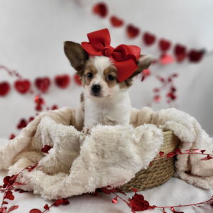 Papillon puppy