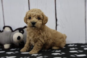 Miniature Poodle puppy