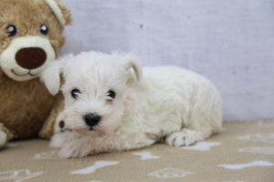 Miniature Schnauzer puppy
