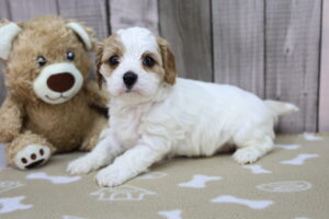 Cavapoo puppy