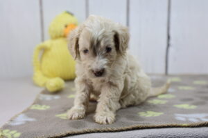 Miniature Goldendoodle puppy