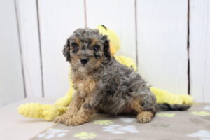 Miniature Goldendoodle puppy