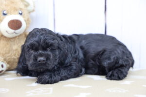 Cocker Spaniel puppy